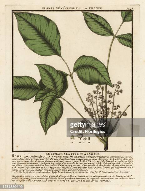 Atlantic poison oak, Toxicodendron pubescens. Le sumach a la puce ou alagale, Rhus toxicodendron. Copperplate engraving printed in three colours by...