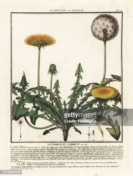 Dandelion, Taraxacum campylodes. Le pissenlit commun, Leontodon taraxacum. Copperplate engraving printed in three colours by Pierre Bulliard from his...