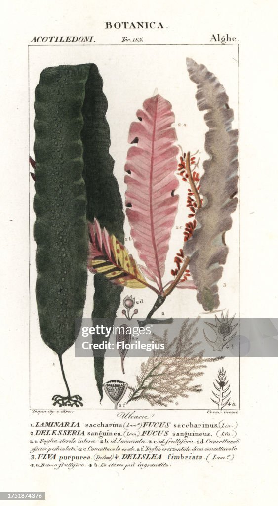 Sugar kelp and other seaweeds