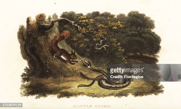 Rattlesnake charming a squirrel down from a tree. The squirrel then jumps into the rattler’s open mouth. Kalm believes the snake has previously...