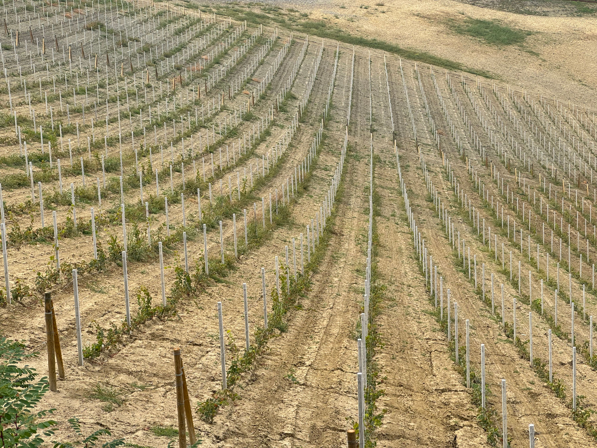 bioestimulante vineyard