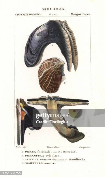 Pearl oyster, Isognomon isognomum 1, Crenatula picta 2, wing oyster, Pteria hirundo 3, and hammer oyster, Malleus malleus 4, Handcoloured copperplate...