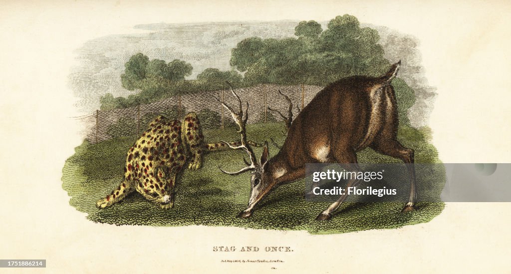 Battle between a red deer stag and an ounce staged in the 18th century
