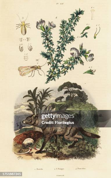 Aardwolf, Proteles cristata, Arabian pea, Bituminaria bituminosa, louse, Psocoptera species. Protele, Psoque, Psoralier. Handcoloured steel engraving...