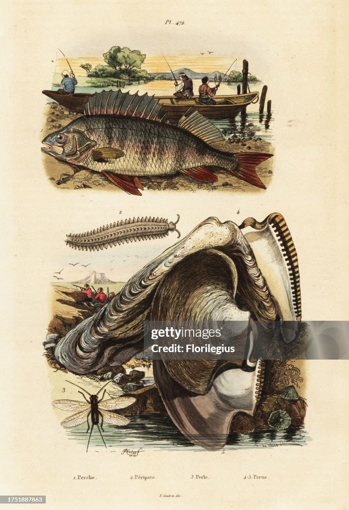 European perch