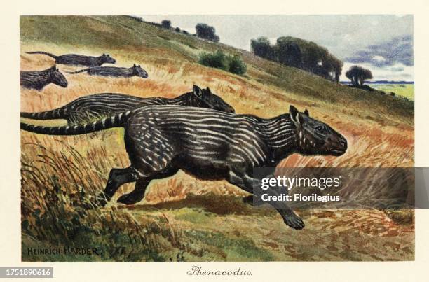 Middle Paleocene Photos and Premium High Res Pictures Getty Images