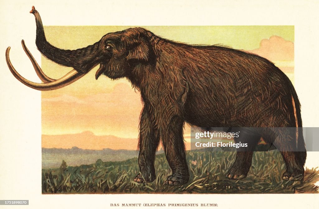 Woolly mammoth