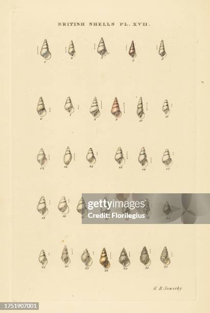 Minute pyramid sea shell varieties, Odostomia, etc. Handcoloured copperplate engraving by George Brettingham Sowerby from his own Illustrated Index...