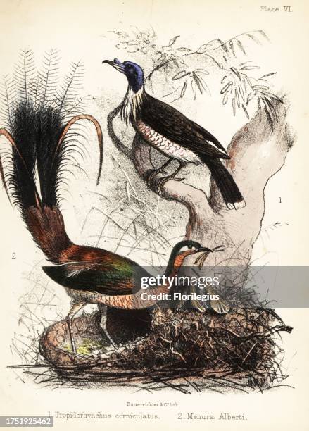 Noisy friarbird, Philemon corniculatus, and Albert's lyrebird, Menura alberti, building a nest. Handcoloured lithograph by Bauerrichter from Adam...
