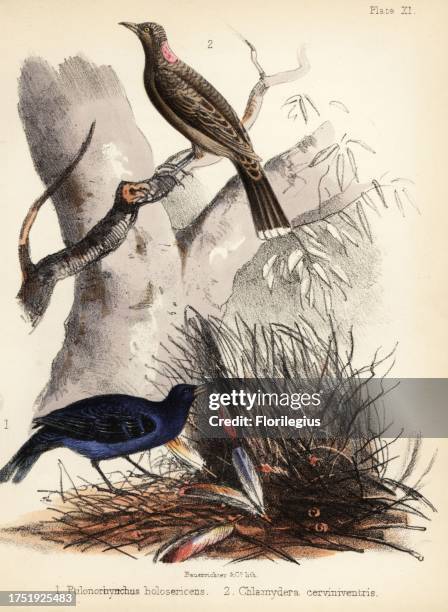 Satin bowerbird, Ptilonorhynchus violaceus, building a nest 1 and fawn-breasted bowerbird, Chlamydera cerviniventris 2. Handcoloured lithograph by...