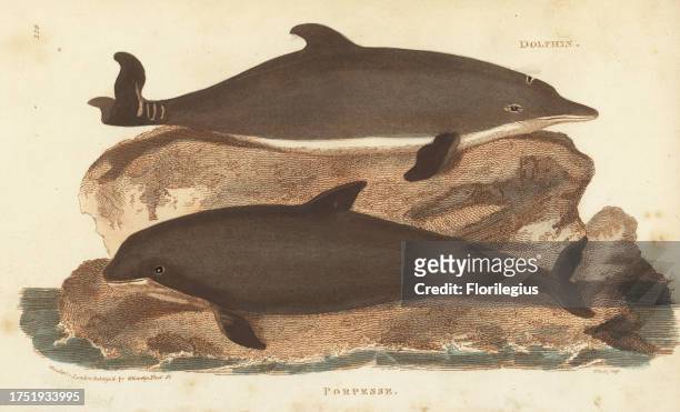 Harbour porpoise, Phocoena phocoena, and common dolphin, Delphinus delphis. Porpesse, Delphina phocaena. Handcoloured copperplate engraving by White...