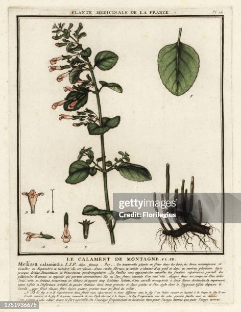 Lesser calamint, Clinopodium nepeta subsp. Glandulosum. Le calament de montagne, Melissa calamintha. Copperplate engraving printed in three colours...
