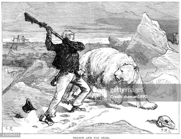 horatio nelson and the polar bear - bear attack stock illustrations
