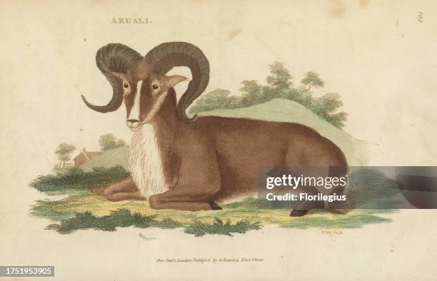 Argali, wild sheep or mountain sheep, Ovis ammon. Handcoloured copperplate engraving by White from George Shaw's General Zoology: Mammalia, Thomas...