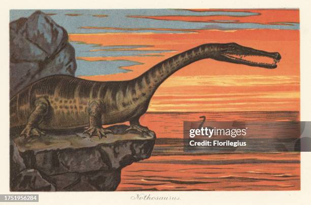 Reconstruction of a Nothosaurus, extinct genus of sauropterygian reptile from the Triassic. Colour printed illustration by F. John from Wilhelm...