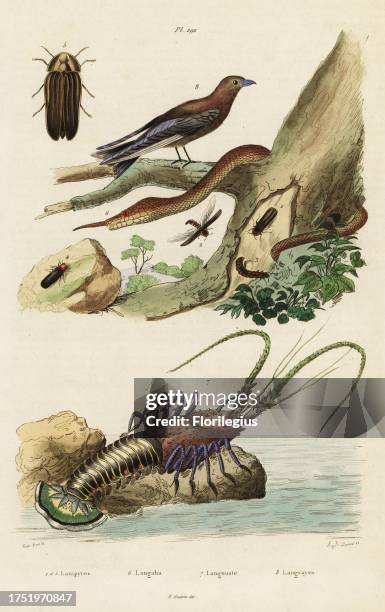 Spiny lobster, Palinurus elephas, dusky woodswallow, Artamus cyanopterus, fireflies, Lampyris noctiluca, Malagasy leaf-nosed snake, Langaha...