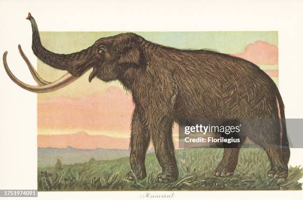 Reconstruction of a woolly mammoth, Mammuthus primigenius, an extinct species of mammoth that lived during the Pleistocene until its extinction in...