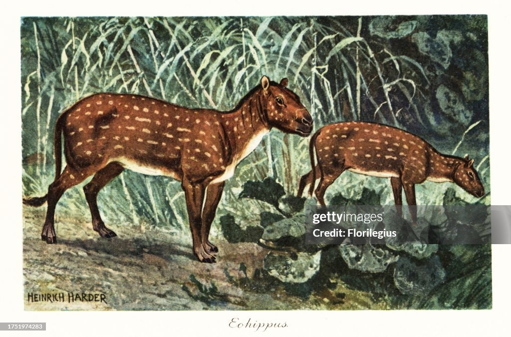 Eohippus angustidens