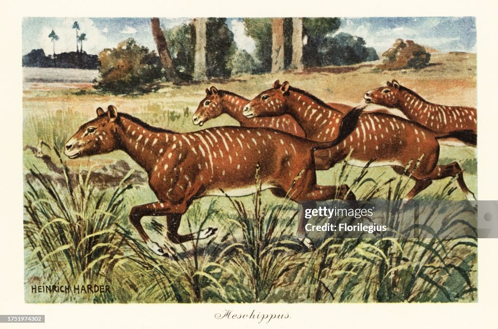Mesohippus