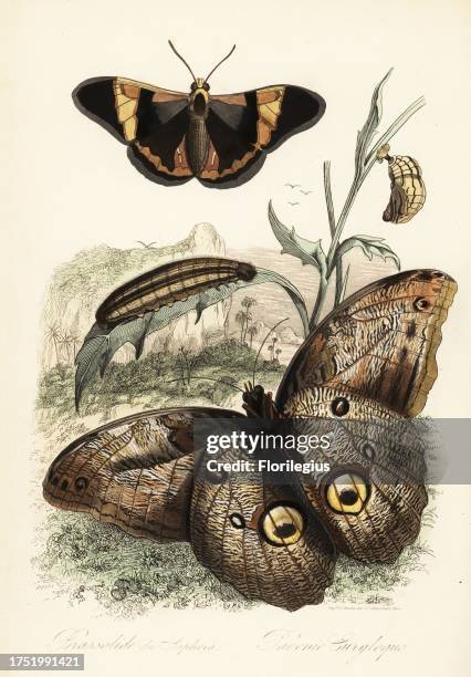 Brassolis sophorae butterfly, pupa and larva caterpillar and forest giant owl, Caligo eurilochus . Brassolide du Sophora, Pavonie Euryloque....