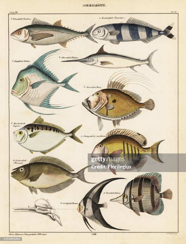 Varieties of fish