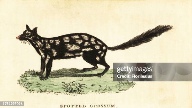 Eastern quoll, Dasyurus viverrinus. Spotted opossum, Didelphia viverrina. Handcolored copperplate engraving after an illustration by John White from...