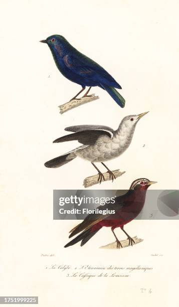 Jobi manucode, Manucodia jobiensis 1, grey-headed starling, Sturnia malabarica 2 and long-tailed meadowlark, Leistes loyca 3. Le calybe, Paradisea...