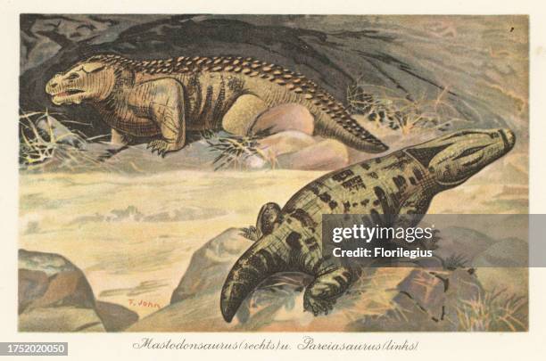 Reconstruction of a Mastodonsaurus, extinct genus of giant large-headed temnospondyl amphibians of the Triassic, and Pareiasaurus, extinct genus of...
