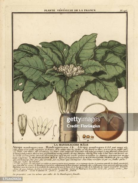 168 Male Mandrake Stock Photos, High-Res Pictures, and Images - Getty ...