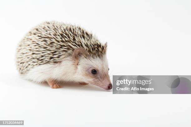 hedgehog - atelerix albiventris stock pictures, royalty-free photos & images