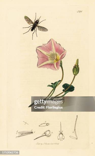 Flea bee-fly, Phthiria pulicaria and sea bindweed, Calystegia soldanella . Handcoloured copperplate drawn and engraved by John Curtis for his own...