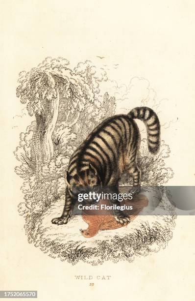 The wild cat, Felis catus. Handcoloured steel engraving by Joseph Kidd after an illustration by Alexander Forbes from William Rhind's The Miscellany...