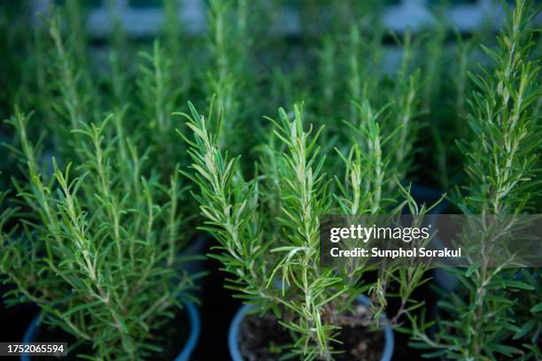 rosemary herb plants in a pot - rosmarin bildbanksfoton och bilder