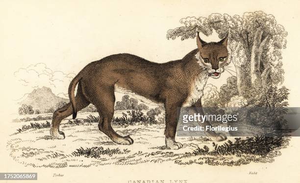 Canadian lynx, Lynx canadensis . Handcoloured steel engraving by Joseph Kidd after an illustration by Alexander Forbes from William Rhind's The...