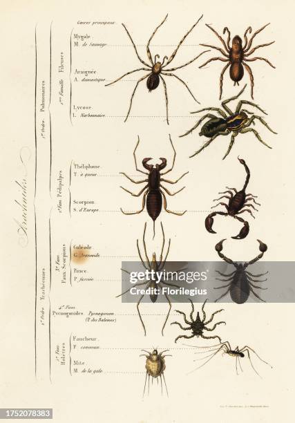 Orders of Arachnids. Trapdoor spider, house spider, wolf spider, whip scorpion, yellow-tailed scorpion, sun spider, pseudoscorpion, sea spider,...
