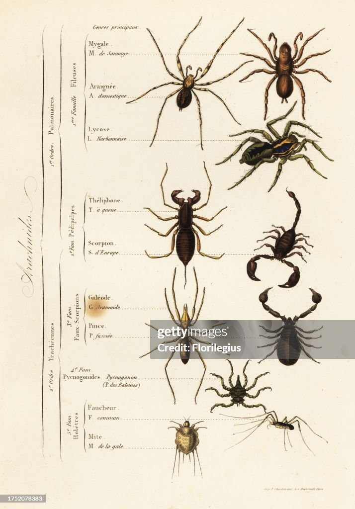 Orders of Arachnids