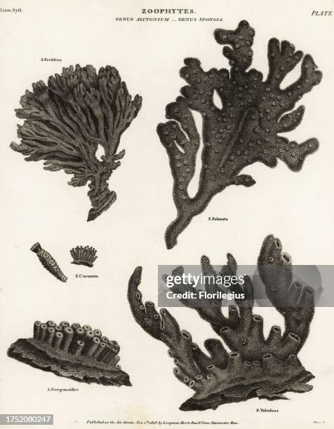 Red beard sponge, Clathria prolifera, demosponge, Isodictya palmata, calcareous purse sponge, Sycon ciliatum, Callyspongia tubulosa, Spongia...