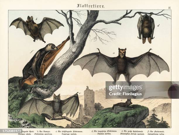 Black-eared flying fox, Pteropus melanotus a, spectral bat, Vampyrum spectrum b, common noctule, Nyctalus noctula c, common long-eared bat, Plecotus...