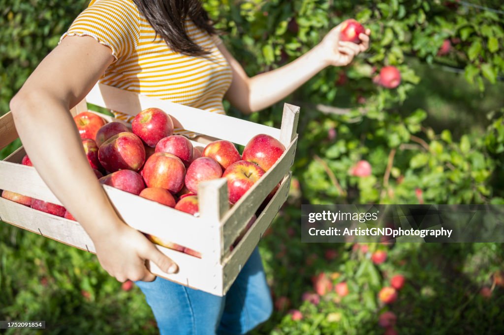 Junglandwirt im Apfelgarten.