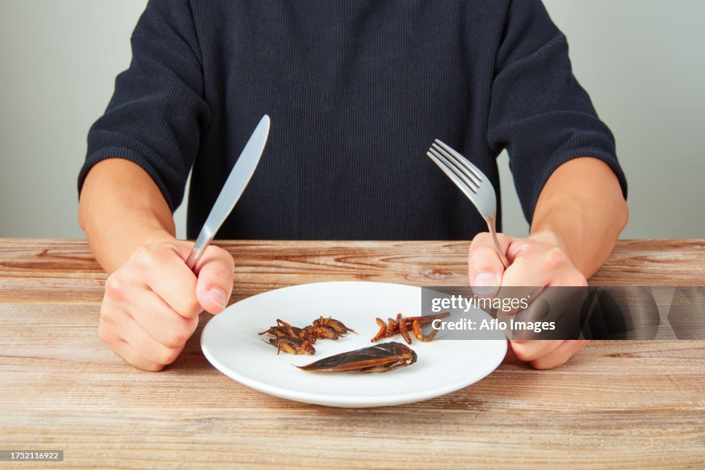 Insect Food