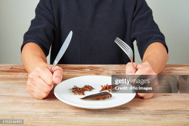 insect food - cricket insect stock pictures, royalty-free photos & images