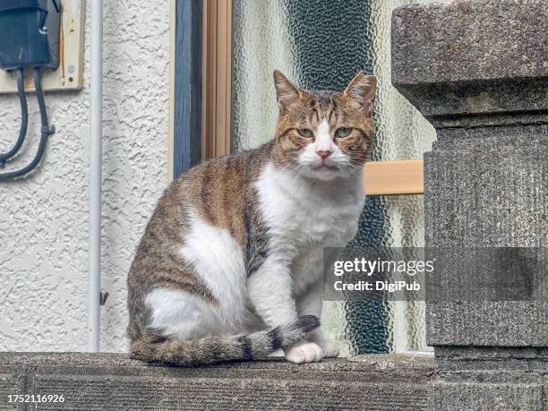 kitten looking at camera - tomado desde un teléfono móvil fotografías e imágenes de stock