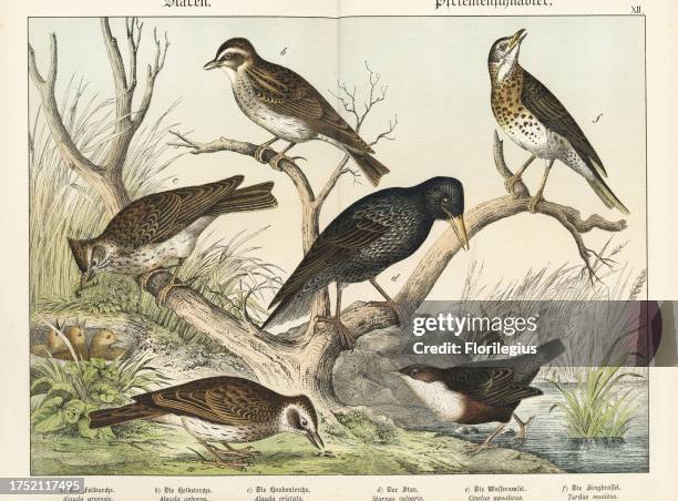 Eurasian skylark, Alauda arvensis a, wood lark, Lullula arborea b, crested lark feeding young in nest, Galerida cristata c, starling, Sturnus...