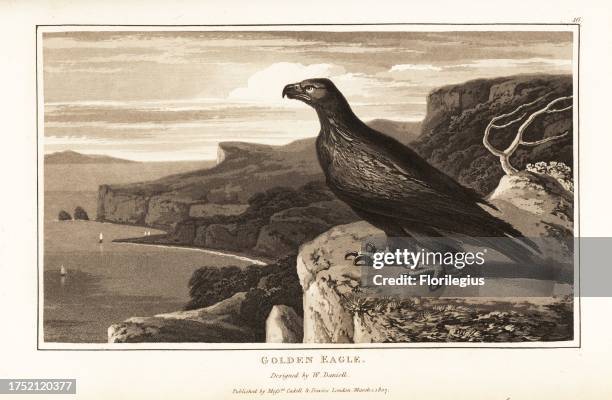 Golden eagle, Aquila chrysaetos, standing on the edge of a cliff. Drawn from a specimen in the Leverian Museum. Aquatint drawn and engraved by...