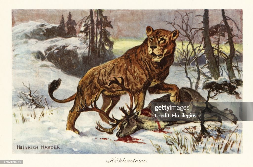 Eurasian cave lion