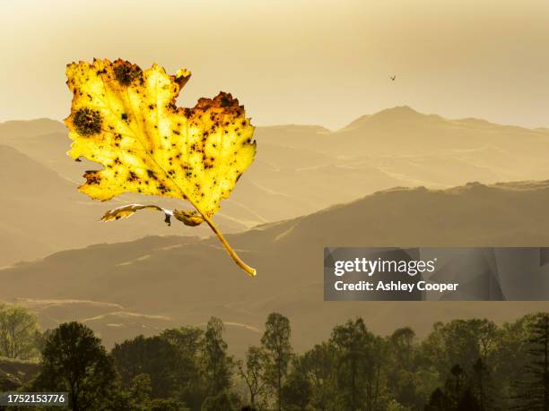 a hiker on loughrigg above ambleside, lake district, uk at sunset with a swift flying past and a suspended leaf. - common swift flying stock pictures, royalty-free photos & images