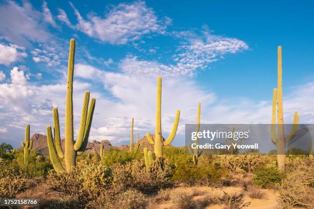 saguaro national park landscape - saguaro national park stock pictures, royalty-free photos & images