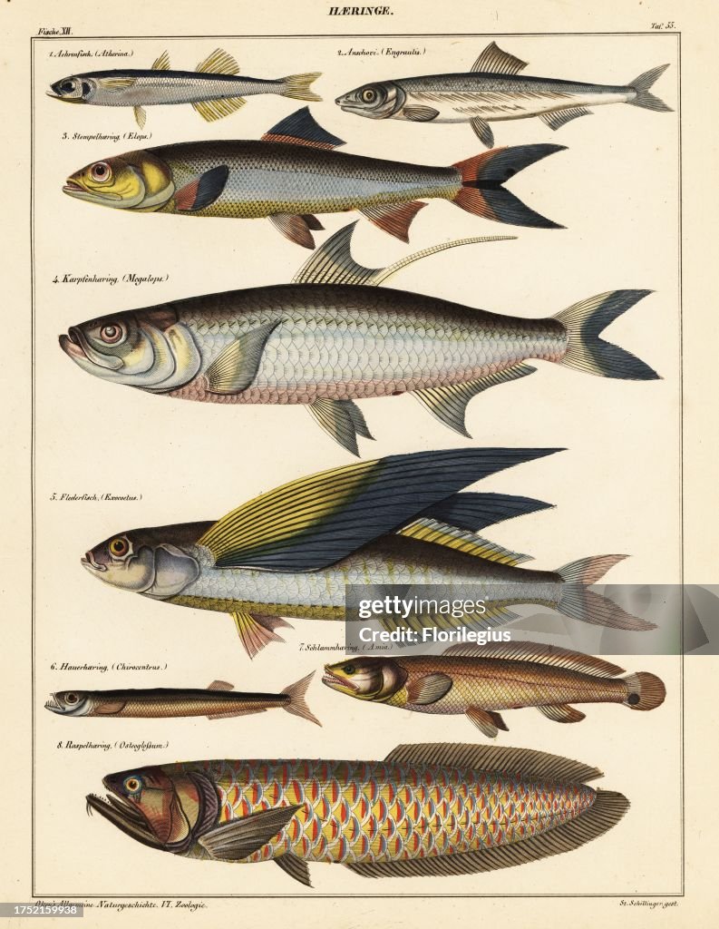 Fish species