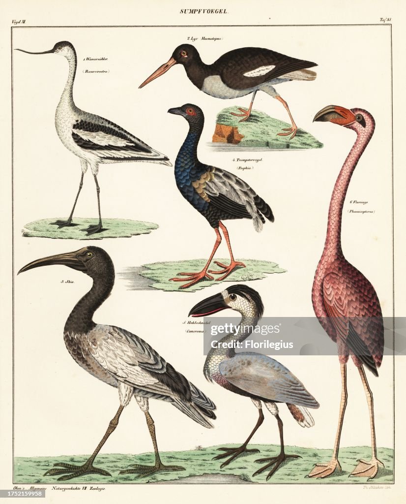 Varieties of wading birds