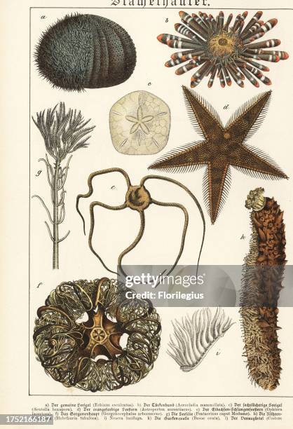 Sea urchin, Echinus esculentus a, red pencil urchin, Heterocentrotus mamillatus b, six-holed keyhole urchin, Leodia sexiesperforata c, red comb star,...
